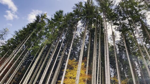 Day in a pine forest in carpathians