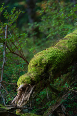 Moss in the forest around Shirakoma Pond