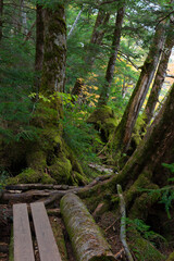 Moss in the forest around Shirakoma Pond