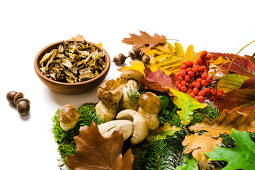 Boletus edulis also called cep, penny bun, porcino or porcini mushroom on white background. Fresh and dried bolete fungus on moss and leaves. Edible mushrooms autumn composition.