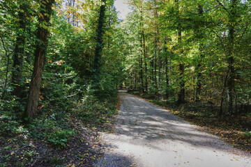 Fototapeta na wymiar Wald, Waldweg, Weg, Laubwald, Bäume, Mischwald