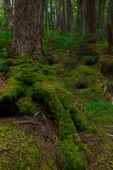 Moss in the forest around Shirakoma Pond