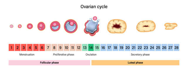 Ovarian cycle. Menstrual cycle. Menstrual, proliferative ovulation and secretory phases. Follicular phase, ovulation and luteal phase. - obrazy, fototapety, plakaty
