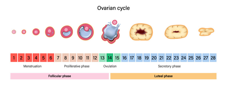 Ovarian cycle. Menstrual cycle. Menstrual, proliferative ovulation and secretory phases. Follicular phase, ovulation and luteal phase.