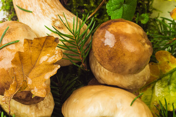 Boletus edulis also called cep, penny bun, porcino or porcini mushroom. Fresh bolete fungus on moss and autumn leaves. Edible mushrooms close up. White mushrooms 