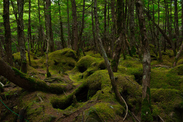 Moss in the forest around Shirakoma Pond