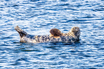 A seal hauled out on a submerged rock but refusing to move for the rising tide at Machrihanish on the Kintyre Peninsula, Argyll & Bute, Scotland UK