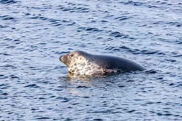 A seal hauled out on a submerged rock but refusing to move for the rising tide at Machrihanish on...