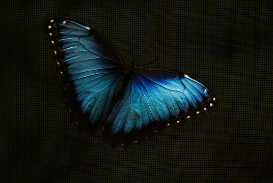 Blauer Morphofalter - Close up