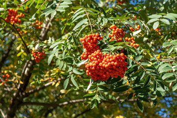 Clusters of rowan sway in the wind. Rowan tree branches against the blue sky on a clear sunny day. Nature. Harvest of red and orange berries. Medicinal plant. Mountain ash - European Sorbus aucuparia.