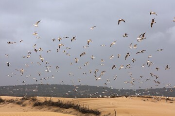 Morocco birdwatching in Essaouira