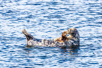 Fototapeta premium A seal hauled out on a submerged rock but refusing to move for the rising tide at Machrihanish on the Kintyre Peninsula, Argyll & Bute, Scotland UK
