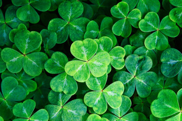 Irish shamrock (Wood Sorrel) (Oxalis acetosella). The national emblem of Ireland from Saint...
