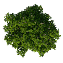 Top view tree (Adolescent Horse chestnut 2) png