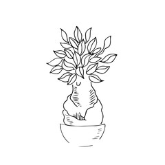 vector illustration plant tree hand line contour on a white background