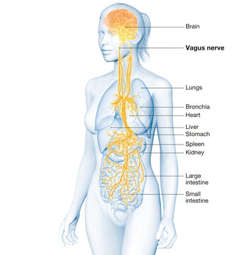 Active brain and energetic vagus nerve, communication, meditation, woman, labeled, 3D illustration