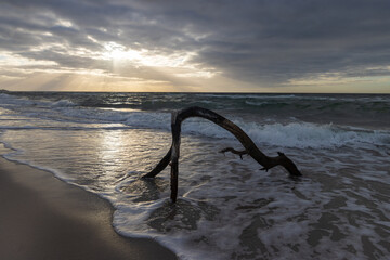 Fototapeta na wymiar Driftwood at the beach with surf and dramatic sky.