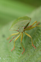 Closeup on the green shieldbug, Palomena prasina