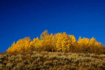 Fototapeta premium Golden Leaves on Aspen Trees with Blue Sky
