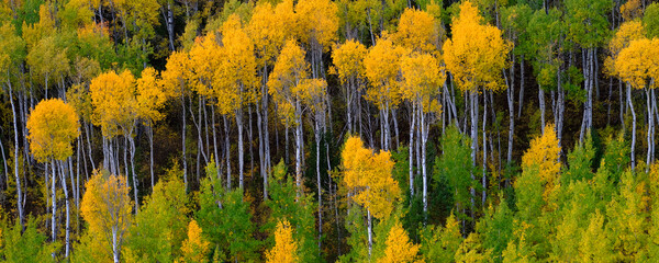 Berghelling Wildernis Bos van de herfst Aspen Bomen Gouden en groene kleuren Herfst