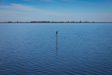 Medium-sized bird with black plumage standing on a post