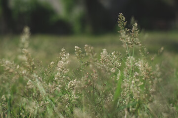Abstract warm landscape of dry wildflower and grass meadow on relaxin morning hour. Tranquil autumn fall nature field background. Peaceful panoramic countryside. A blur background focus on some flower