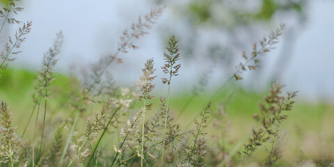 Abstract warm landscape of dry wildflower and grass meadow on relaxin morning hour. Tranquil autumn fall nature field background. Peaceful panoramic countryside. A blur background focus on some flower