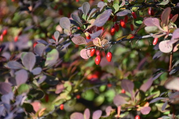 Plants in bright autumn colors.