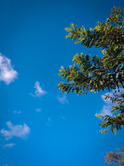 Obraz premium sky and tree