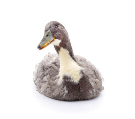 Beautiful gray goose.