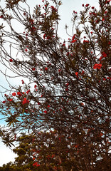 red autumn leaves