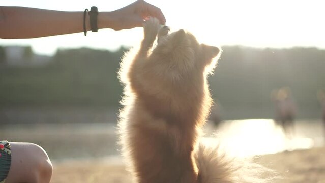Spitz dog takes food from the owner's hand