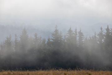 pine trees seen through the fog