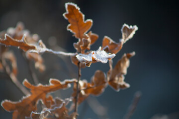 Frosty oak leaves in the winter garden.