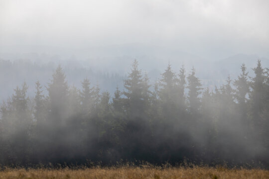 pine trees seen through the fog © sebi_2569