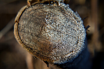 Obraz premium Frosty wooden structure - organic garden structures.