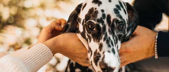 A man's hand strokes a dog. The concept of love for pets and friendship. Close-up portrait of a dog.