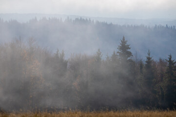 Obraz na płótnie Canvas Trees seen through the fog