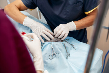 In a modern veterinary clinic, an operation is performed on an animal on the operating table in close-up. Veterinary clinic.