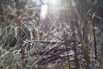 Frosty wildlife meadow on the sunny beautiful day.