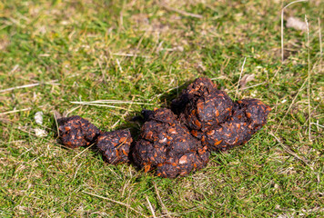 a wild boar poop in the grass