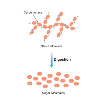 Scientific Designing of Starch Digestion. Carbohydrase Enzyme Effect on Starch Molecule. Maltose Sugar Formation. Vector Illustration.