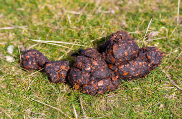 A bear poop on the grass