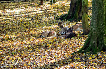Kleine Gruppe Rehe