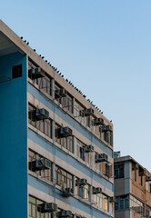 Birds standing on the roof of a building