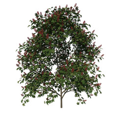 Front view tree (Young Red Horse chestnut 3) png