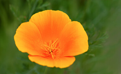 Fototapeta premium Flower Californian Poppy (Eschscholzia californica) on green background. Pistil and stamens close-up. Golden poppy or cup of gold. Selective focus.