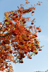 Die Äste einer Eberesche in Herbstfärbung