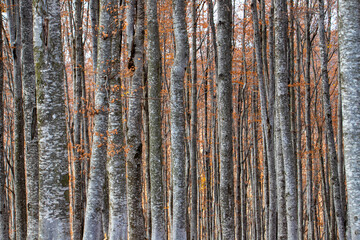 straight stems of beech trees in the forest