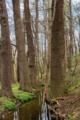 Brook in forest